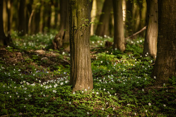 Flowering green forest with white flowers, spring nature background