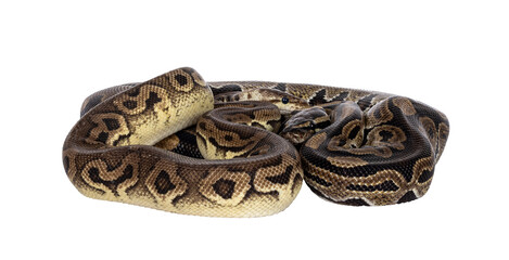 Two morphs of Ball Python aka Python Regius, tangled up and living as friend. Isolated cutout on a transparent background.