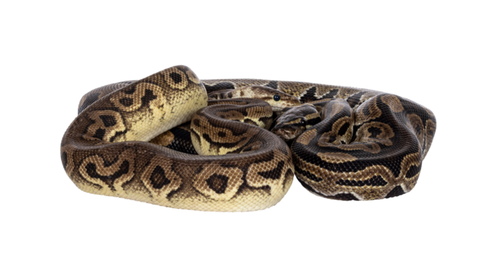 Two morphs of Ball Python aka Python Regius, tangled up and living as friend. Isolated cutout on a transparent background.