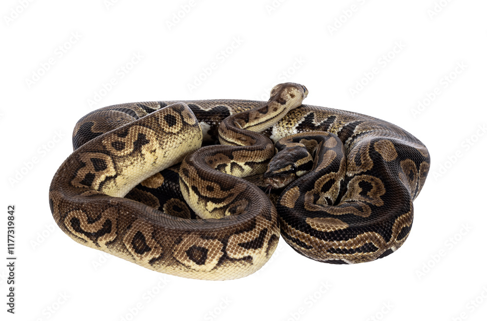 Fototapete two morphs of ball python aka python regius, tangled up and living as friend. isolated cutout on a t