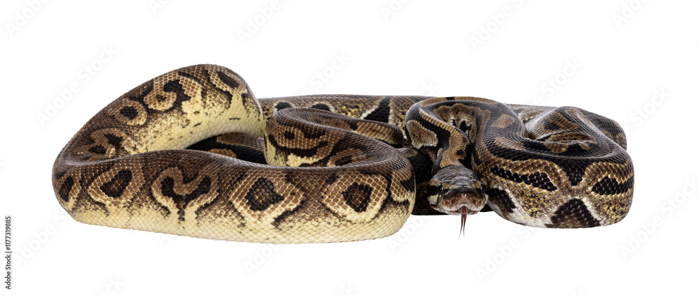 Fototapete two morphs of ball python aka python regius, tangled up and living as friend. isolated cutout on a t