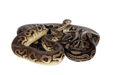 Two morphs of Ball Python aka Python Regius, tangled up and living as friend. Isolated cutout on a transparent background.