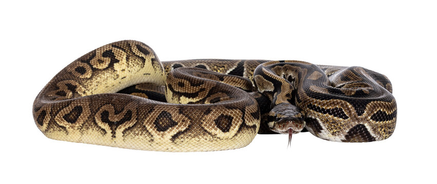 Two morphs of Ball Python aka Python Regius, tangled up and living as friend. Isolated cutout on a transparent background.
