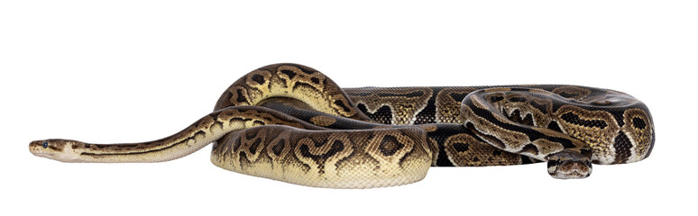 Two morphs of Ball Python aka Python Regius, tangled up and living as friend. Isolated cutout on a transparent background.