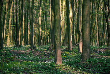 Flowering green forest with white flowers, spring nature background