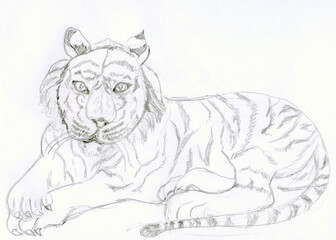 Abstract line art pencil sketch of a laying tiger. Ideal for wildlife and nature projects, digital art, greeting cards, minimalist line drawing captures the beauty and strength of the tiger.