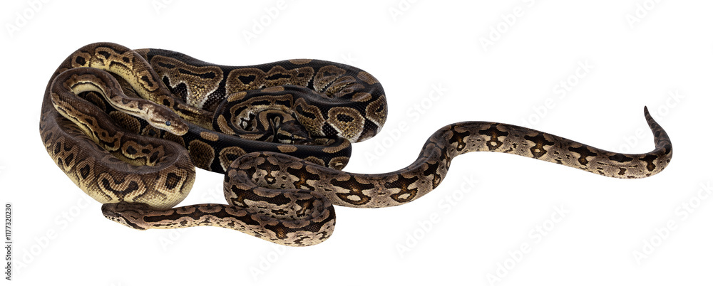 Aufkleber 3 snakes; 2 Ball Python and a Boa, tangled up and living like friends. Isolated cutout on a transparent background.
