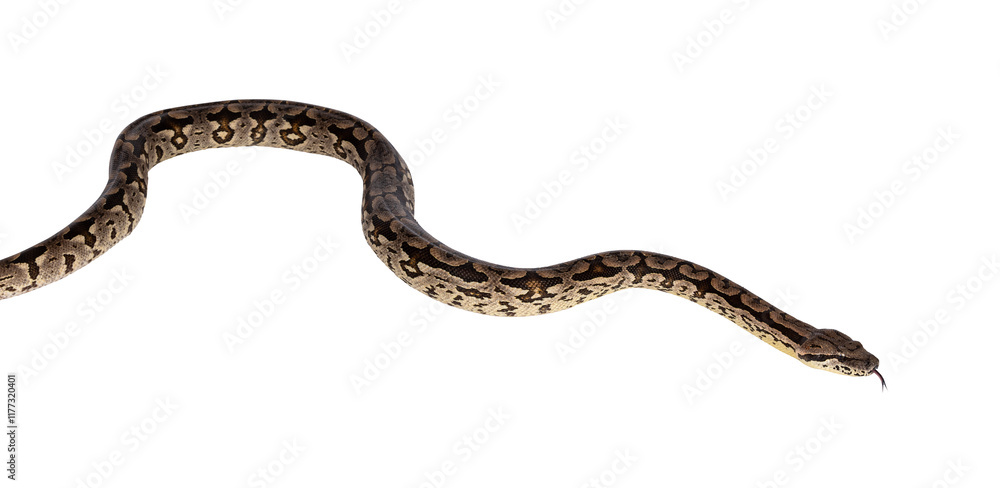 Aufkleber full body shot of a boa snake in movement. isolated cutout on a transparent background.