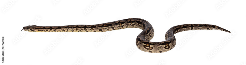 Poster full body shot of a boa snake in movement. isolated cutout on a transparent background.