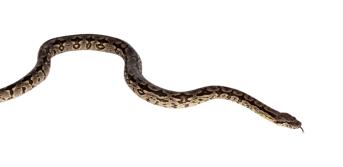 Full body shot of a Boa snake in movement. Isolated cutout on a transparent background.