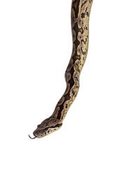 Fototapeta premium Head shot of a Boa snake. Tongue out. Isolated cutout on a transparent background.