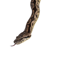 Head shot of a Boa snake. Tongue out. Isolated cutout on a transparent background.