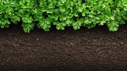 A thriving bed of parsley with rich green leaves, their textured surfaces standing out, surrounded by soft garden soil.