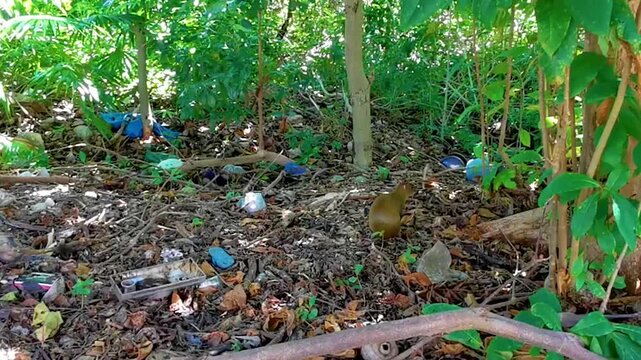 An agouti looks for something to eat on the ground.