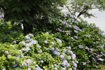 紫陽花