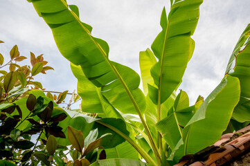 Musa basjoo, Japanese fibre banana in garden. Background conception.