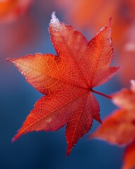 Vibrant Red Maple Leaf With Dew Drops Autumn Beauty