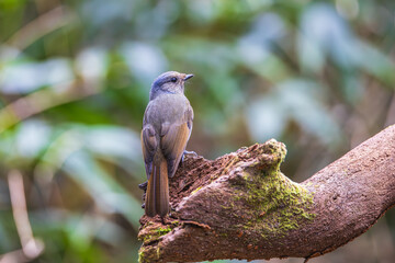 Niltava grandis,(female), on the  tree  branch.