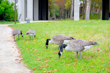Canada Goose. Geese in the Park. Lawn in France