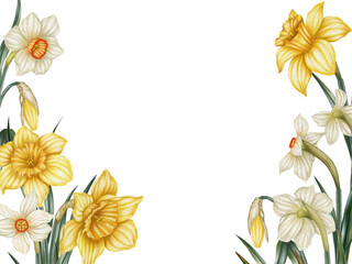 Frame of daffodils flowers in watercolor illustration style. Flower arrangement. Florist shop. Flower border