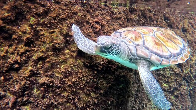 Green Sea Turtle (Chelonia mydas) coming to the surface for air before diving in the Caribbean ocean, Cayman Islands. A large herbivorous sea turtle with a greenish fat and a teardrop-shaped carapace.
