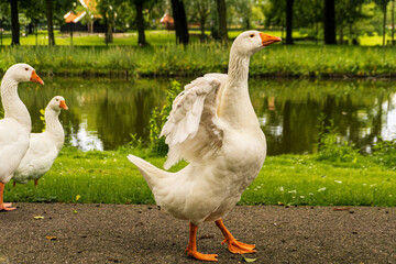 Fototapeta premium white goose in the park