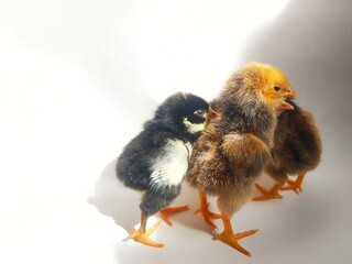 Chicks on an isolated white background