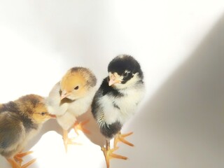 Chicks on an isolated white background
