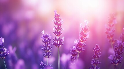 Obraz premium Rows of lavender in a fragrant summer field, their purple hues and fresh blooms creating a calming natural banner.