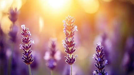 Obraz premium Rows of lavender in a fragrant summer field, their purple hues and fresh blooms creating a calming natural banner.