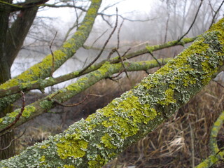 Bad weather. Fog and cold near the river Gloomy landscape