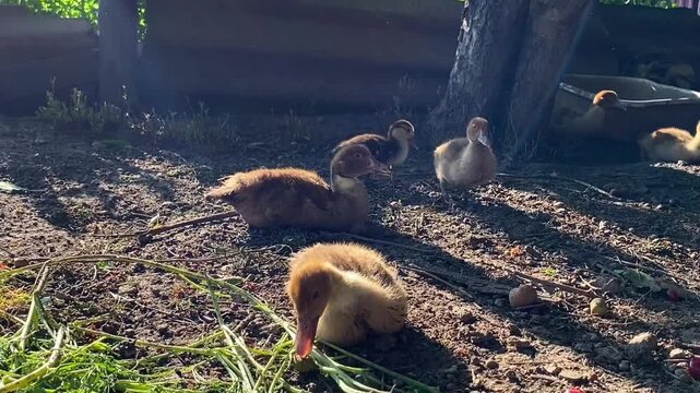 Little ducklings in a poultry yard in the countryside. Chickens in a barnyard in the village. A sunny summer day. Agricultural industry.