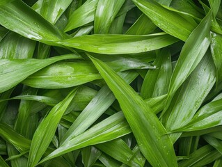 Fototapeta premium Lush Green Leaves Overlapping Each Other in a Fresh Natural Background for Nature-Themed Designs and Projects