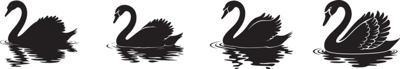 Stylish Black Swans Swimming in Serene Water