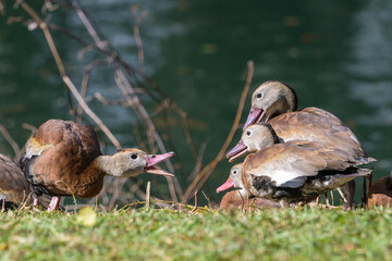 One Black-bellied Whistling Duck confronts three Black-bellied Whistling Ducks next to Audubon Park Lake in New Orleans, LA, USA