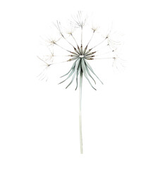 Delicate dandelion flower close-up studio botanical art minimalist vertical nature beauty
