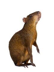 Agouti aka Dasyprocta standing side ways on hind paws. Looking and reaching up. Isolated cutout on...