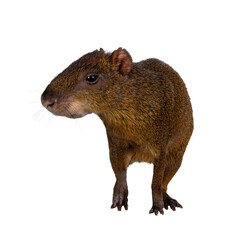 Agouti aka Dasyprocta standing facing front. Head turned and looking away from camera. Isolated cutout on a transparent background.