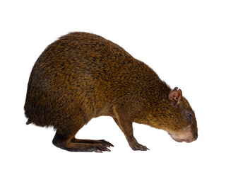 Agouti aka Dasyprocta standing side ways. Looking and sniffing to floor. Isolated cutout on a transparent background.