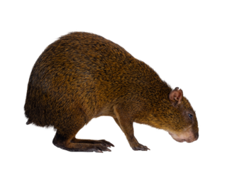 Agouti aka Dasyprocta standing side ways. Looking and sniffing to floor. Isolated cutout on a transparent background.