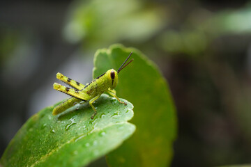 Young green Javanese Bird Grasshopper nymphs (Valanga nigricornis) perched and hiding on plants leaf.