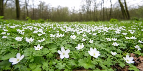 Blooming White Flowers with Green Leaves in a Serene Forest Landscape