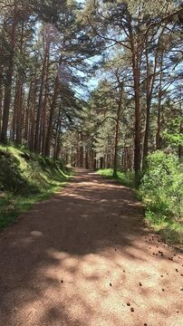 Vertical video of hiking on a path between pine trees forest, in the Canencia mountain, in the Sierra de Guadarrama, in Madrid, Spain. Point Of View (POV), subjective view