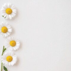 Fototapeta premium Vibrant Daisies on White Background in Minimalistic Floral Arrangement for Decor