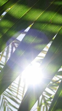 Vertical video of close-up of green palm leaves letting the sun's rays through, creating a relaxing and joyful summer atmosphere