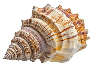 Obraz premium Close up of a sea shell with brown and white stripes on a white background