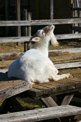 牧場で飼われている可愛いヤギ