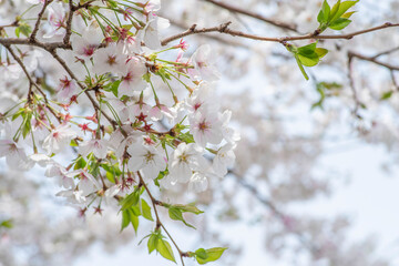 日本の京都にある伏見の桜