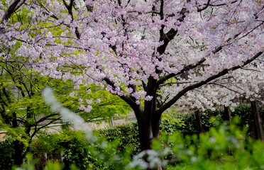 日本の京都にある伏見の桜