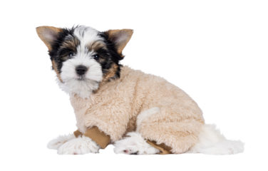 Very cute Biewer Terrier dog pup, sitting up side ways wearing beige fake fur body suit. Looking straight to camera. Isolated cutout on a transparent background.